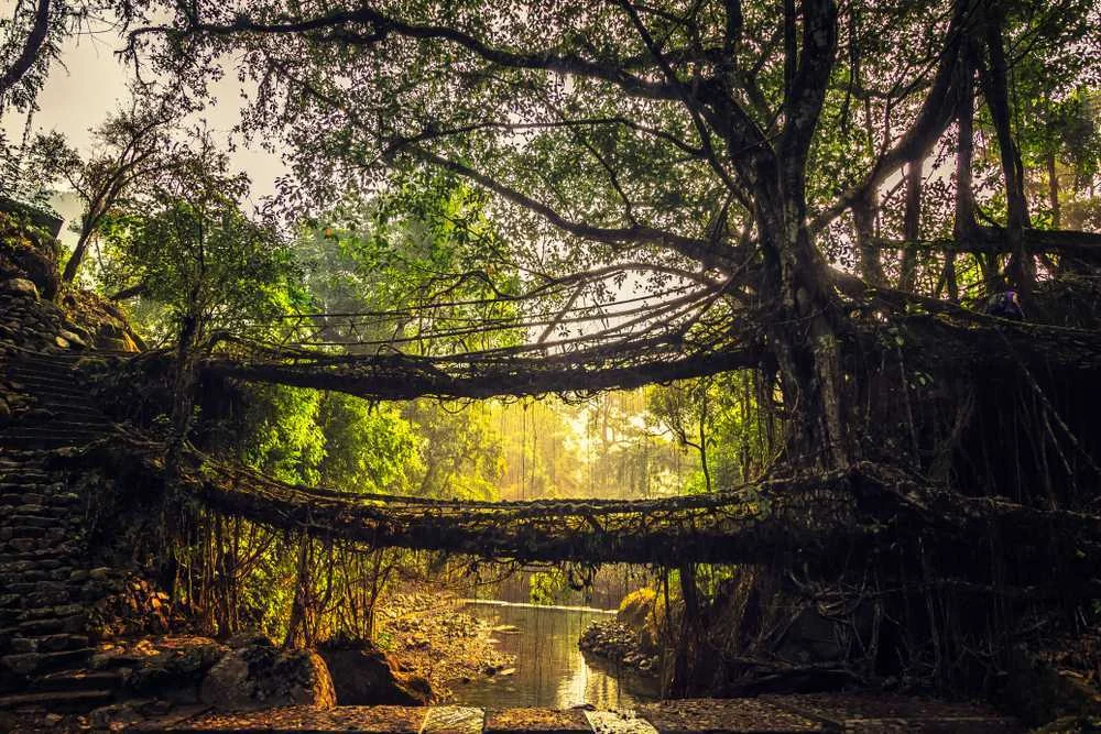 Tour Packages in Cherrapunji